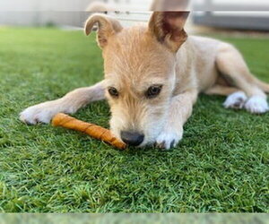 Sadie aka Lucy - Female Border Terrier-Labrador Retriever Mix Dog for Adoption - Photo #2