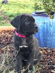 Cane Corso Puppy for sale in MEDFORD, OR, USA