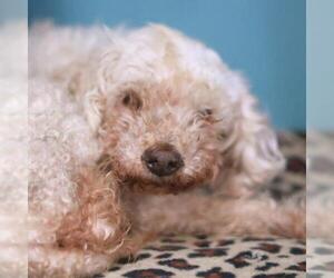 Poodle (Miniature) Dogs for adoption in San Antonio, TX, USA