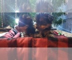 Small Photo #10 Yorkshire Terrier Puppy For Sale in OTTAWA, OH, USA