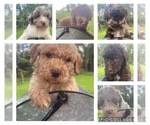 Small Aussiedoodle-Poodle (Miniature) Mix
