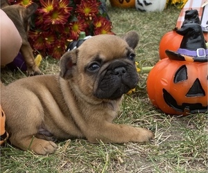 French Bulldog Puppy for sale in MAPLE GROVE, MN, USA