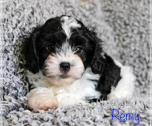 Medium Cavapoo