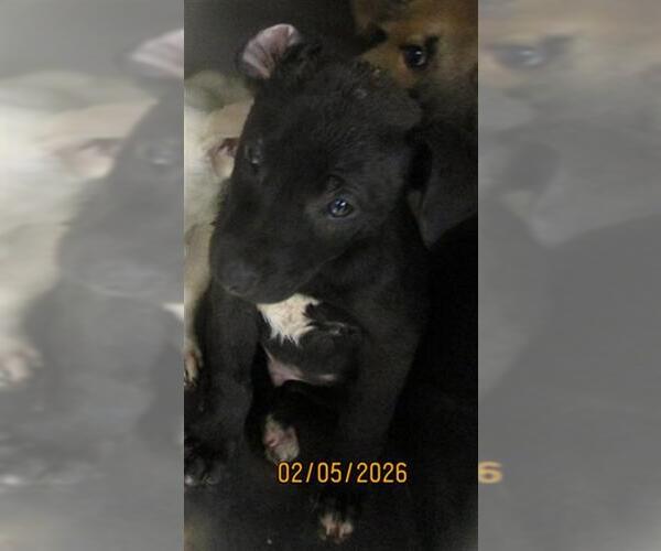 Medium Photo #1 Mutt Puppy For Sale in Oklahoma City, OK, USA