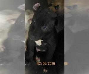 Mutt Dog for Adoption in Oklahoma City, Oklahoma USA