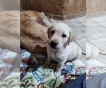Small #4 Labrador Retriever