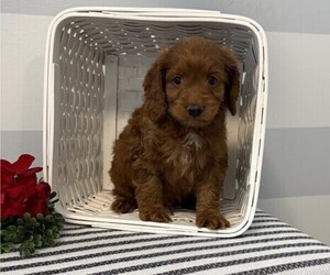Cavapoo Puppy for sale in STANLEY, WI, USA