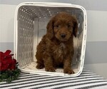 Small Photo #1 Cavapoo Puppy For Sale in STANLEY, WI, USA