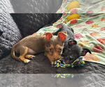 Small #4 Mutt