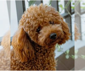 Poodle (Miniature) Puppy for sale in CAMERON, NC, USA