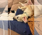 Small #7 Labrador Retriever Mix