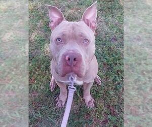 American Staffordshire Terrier Dogs for adoption in Fort Lauderdale, FL, USA