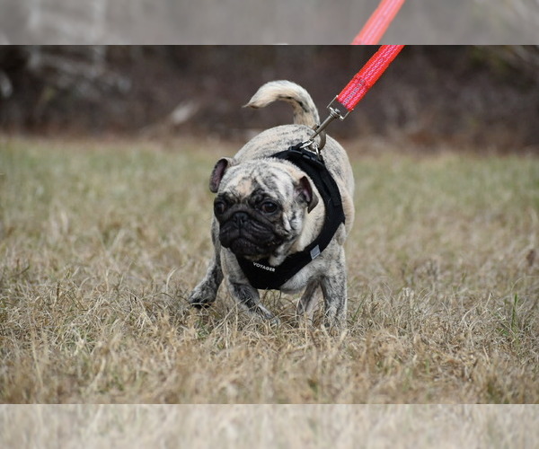 Medium Photo #5 Pug Puppy For Sale in PALM COAST, FL, USA