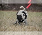 Small #4 Pug