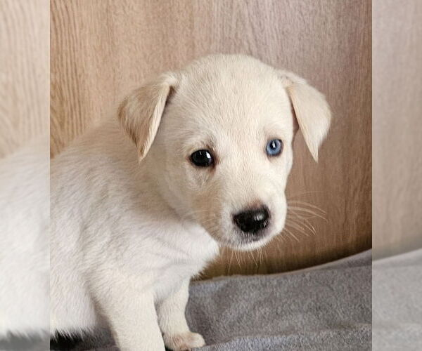 Medium Photo #2 Huskies -Unknown Mix Puppy For Sale in Olalla, WA, USA