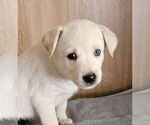 Small #1 Huskies  Mix