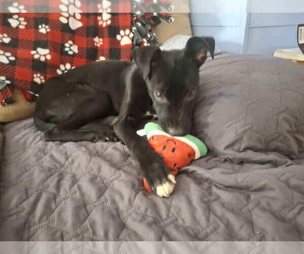 Medium Photo #2 Mutt Puppy For Sale in Coldwater, MI, USA