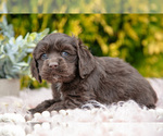 Puppy Diva Cocker Spaniel