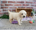 Small #3 Golden Retriever