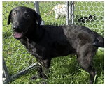 Small #3 Border Collie Mix