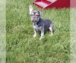 Small #1 French Bulldog