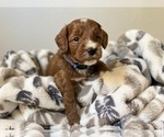 Puppy Cayenne Goldendoodle (Miniature)