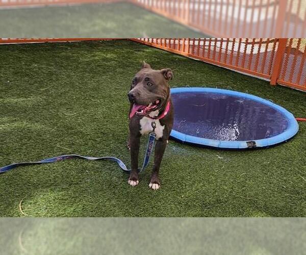 Medium Photo #1 American Pit Bull Terrier-Unknown Mix Puppy For Sale in Las Vegas, NV, USA