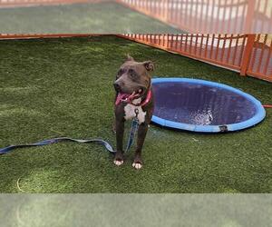 American Pit Bull Terrier-Unknown Mix Dogs for adoption in Las Vegas, NV, USA