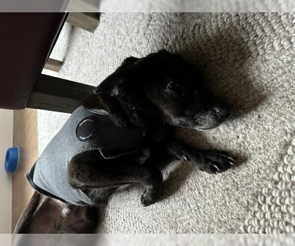 Medium Photo #3 Dachshund-Spaniel Mix Puppy For Sale in Oakley, CA, USA