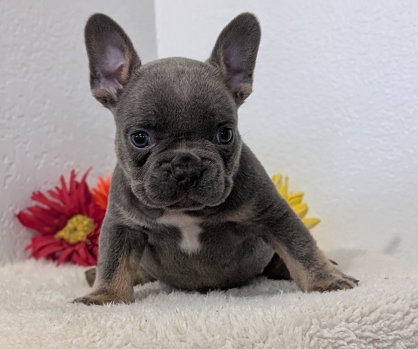 Medium Photo #54 French Bulldog Puppy For Sale in GOSHEN, IN, USA