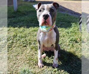 American Staffordshire Terrier-Unknown Mix Dogs for adoption in San Antonio, TX, USA