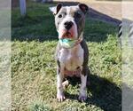 Small American Staffordshire Terrier Mix