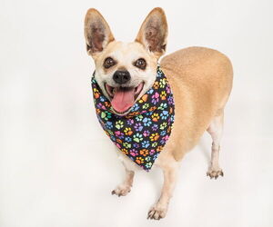 Chihuahua-Unknown Mix Dogs for adoption in phoenix, AZ, USA