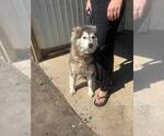 Small #1 Siberian Husky Mix