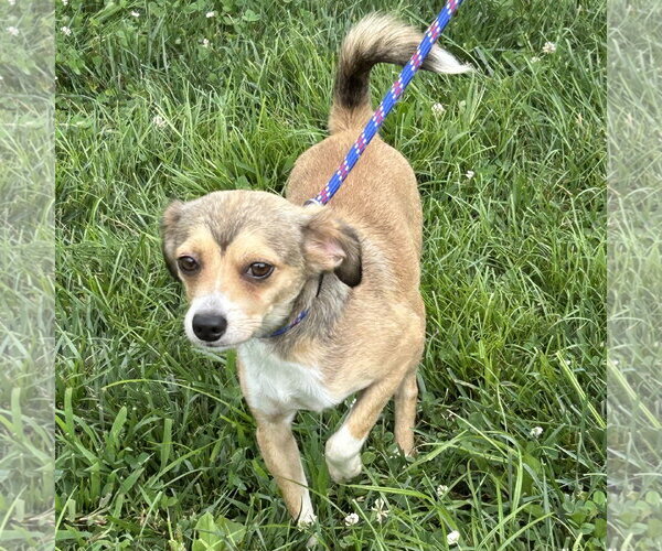 Medium Photo #3 Chihuahua-Unknown Mix Puppy For Sale in Batavia, OH, USA