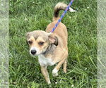 Small #2 Chihuahua Mix