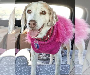 Beagle Dogs for adoption in Dunnellon, FL, USA