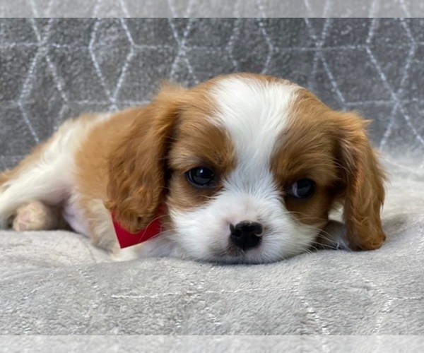 Medium Photo #15 Cavalier King Charles Spaniel Puppy For Sale in LAKELAND, FL, USA