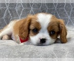 Small Photo #15 Cavalier King Charles Spaniel Puppy For Sale in LAKELAND, FL, USA