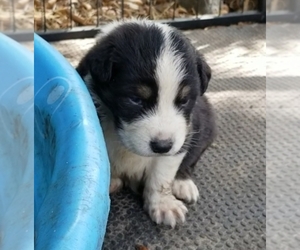 Medium Australian Shepherd