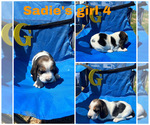 Image preview for Ad Listing. Nickname: Sadies girl 4