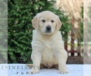 Golden Retriever Puppy for sale in MANHEIM, PA, USA