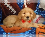 Small Photo #3 Goldendoodle Puppy For Sale in KIRKWOOD, PA, USA