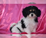 Small Photo #6 Cavachon Puppy For Sale in ELDORADO, OH, USA
