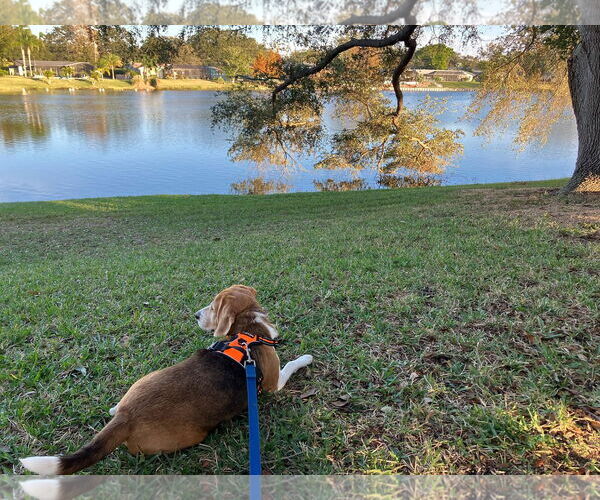 Medium Photo #1 Beagle Puppy For Sale in Tampa, FL, USA