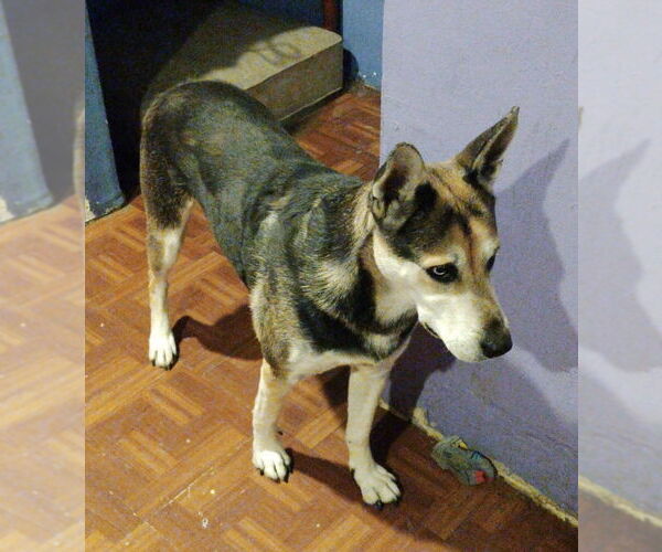 Medium Photo #1 Gerberian Shepsky Puppy For Sale in Marina Del Rey, CA, USA