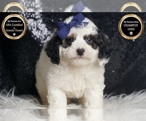 Medium Goldendoodle (Miniature)