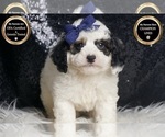 Puppy Hugo F1B Goldendoodle (Miniature)