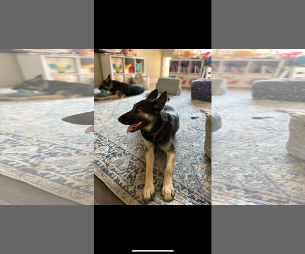Medium Photo #10 German Shepherd Dog-Unknown Mix Puppy For Sale in Chandler, AZ, USA