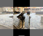 Small #9 German Shepherd Dog Mix